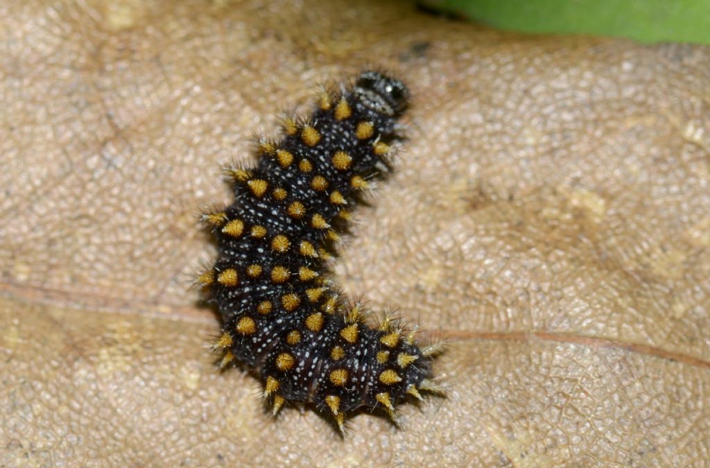 Bruco da identificare - Melitaea cfr. nevadensis, Nymphalidae